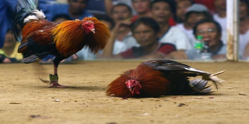 Cần tìm địa chỉ giải trí trực tuyến an toàn để chơi đá gà mạng